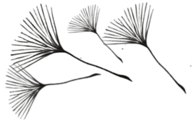 Seeds